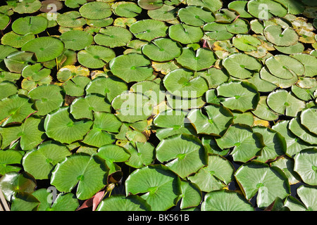 Lily Pads at the Brion-Vega Cemetery, San Vito d'Altivole, Treviso Province, Veneto, Italy Stock Photo