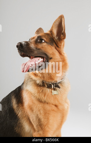 Portrait of Dog Stock Photo