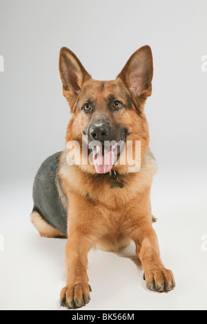 Portrait of Dog Stock Photo