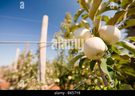 An orchard near Shepperton that is costing  $40,000 a year to buy in irrigation water due to the drought, Australia. Stock Photo