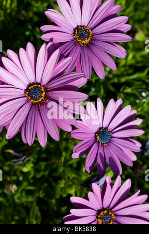 Group of Purple Cineraria flowers Stock Photo