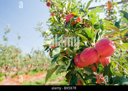 An orchard near Shepperton that is costing  $40,000 a year to buy in irrigation water due to the drought, Australia. Stock Photo