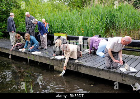 Adults pond dipping Camley Street King's Cross London England UK Stock Photo