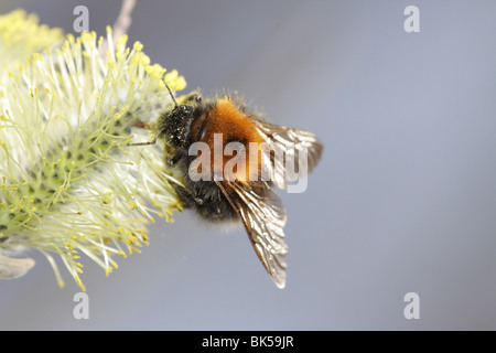 Bombus hypnorum, new garden bumblebee or tree bumblebee, feeding on a willow catkin Stock Photo