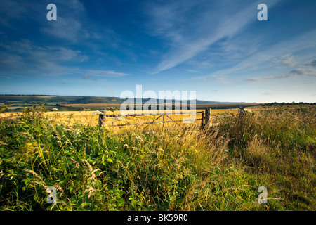 A view of a gate into a field of wheat under a blue summer sky looking towards Win Green Wiltshire Stock Photo