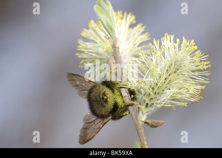 Bumblebee feeding on willow catkin Stock Photo