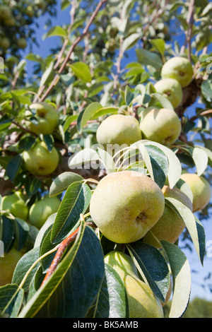 An apple orchard near Shepperton, Victoria, Australia Stock Photo