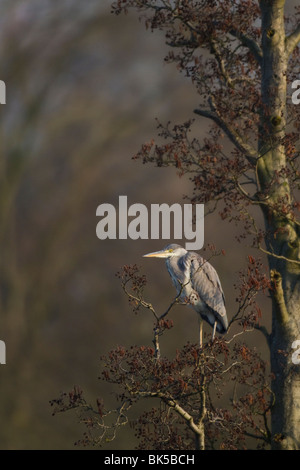 Sub-adult Grey Heron (Ardea cinerea) resting in tree Stock Photo