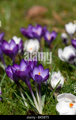 Crocus tommasinianus 'Ruby Giant' and Crocus chrysanthus 'Prins Claus' growing in a garden lawn in The Cotswolds Stock Photo