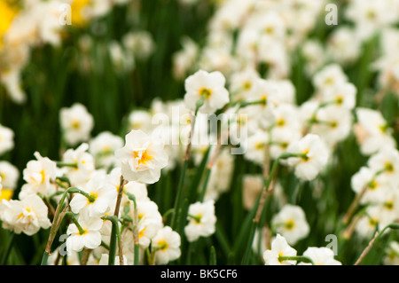 Daffodil 'Cheerfulness' at The Eden Project in Cornwall Stock Photo