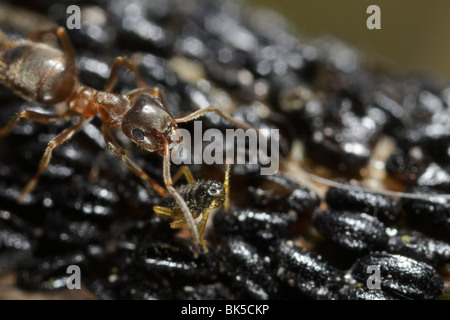 Ant (Lasius niger, Black Garden Ant) watching over a hatching aphid (Lachnus roboris) Stock Photo
