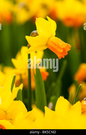Daffodil 'Jetfire' at The Eden Project in Cornwall Stock Photo
