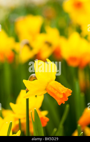 Daffodil 'Jetfire' at The Eden Project in Cornwall Stock Photo