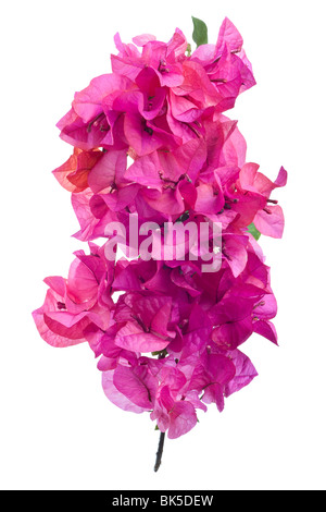 Bougainvillea with pink blossoms isolated on white background Stock Photo