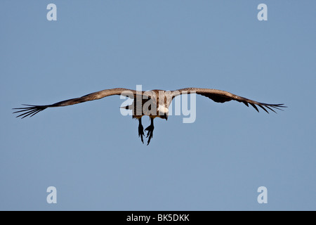 Immature African white-backed vulture (Gyps africanus) on approach, Masai Mara National Reserve, Kenya, East Africa, Africa Stock Photo