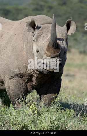 Black rhinoceros (hook-lipped rhinoceros) (Diceros bicornis), Lake Nakuru National Park, Kenya, East Africa, Africa Stock Photo