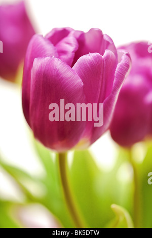 purple tulips with green leaves isolated on a pure white background closeup Stock Photo