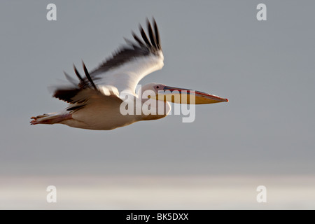 Great white pelican (Eastern white pelican) (Pelecanus onocrotalus) in flight, Lake Nakuru National Park, Kenya, East Africa Stock Photo