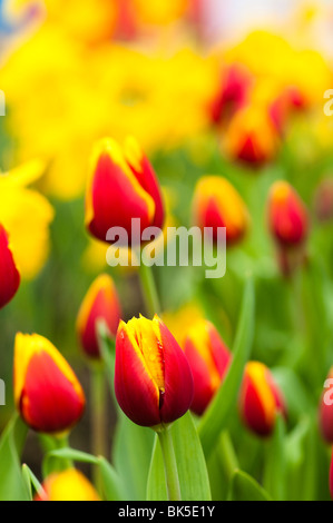 Tulip 'Kees Nelis' in bloom at The Eden Project Stock Photo
