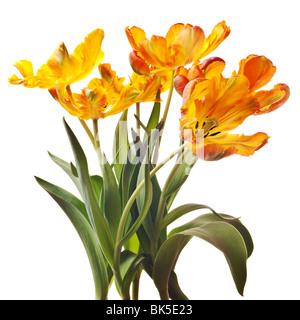 yellow and orange parrot tulip flowers with green leaves and stems isolated on a pure white background Stock Photo
