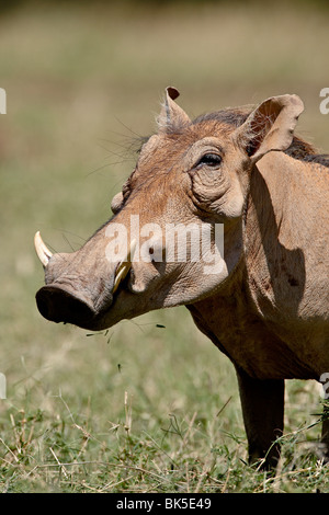 Warthog (Phacochoerus aethiopicus), Samburu National Reserve, Kenya, East Africa, Africa Stock Photo