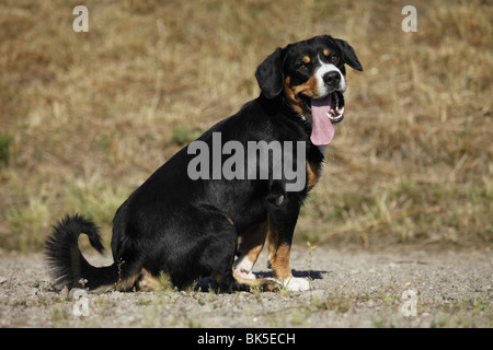 Entlebucher Sennenhund / Entlebucher Mountain Dog Stock Photo