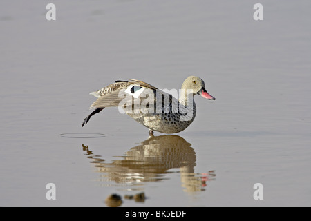 Cape teal (Cape wigeon) (Anas capensis) stretching, Serengeti National Park, Tanzania, East Africa, Africa Stock Photo