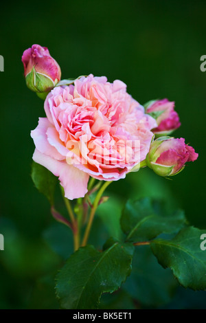 pink garden rose background Stock Photo