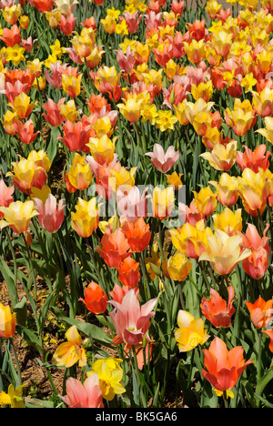 Flower bed of tulips in the Dallas Arboretum Park, Texas Stock Photo