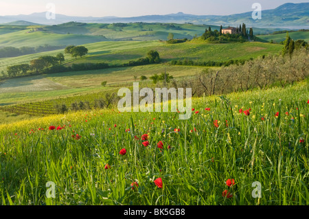 Val d'Orcia showing Belvedere and rolling Tuscan countryside, UNESCO World Heritage Site, San Quirico d'Orcia, Tuscany, Italy Stock Photo