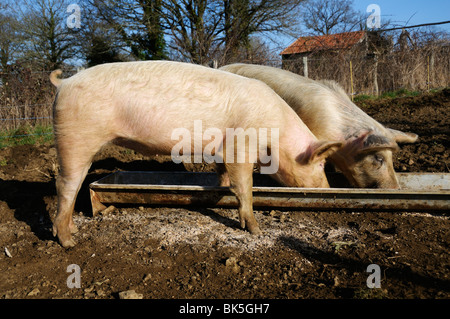 Stock photo of pigs feeding from a trough. Stock Photo