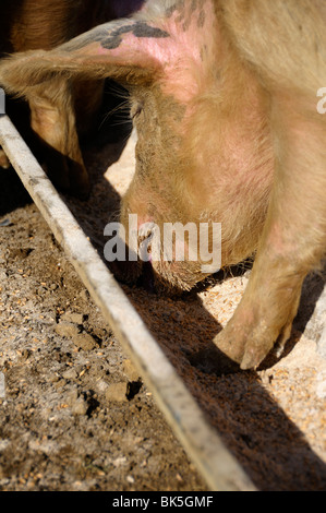 Stock photo of pigs feeding from a trough. Stock Photo