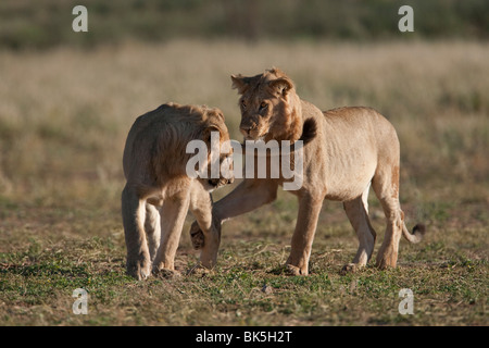 Subadult lions (Panthera leo), young males playfighting, Kgalagadi Transfrontier Park, Northern Cape, South Africa, Africa Stock Photo