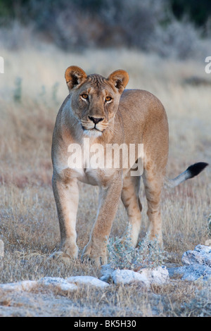 Lioness (Panthera leo), Etosha National Park, Namibia, Africa Stock Photo