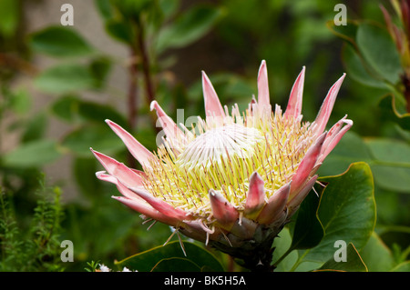 King Protea (Protea cynaroides) in the Mediterranean Biome at The Eden Project in Cornwall Stock Photo