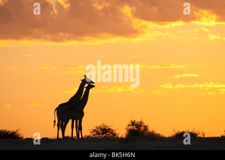 Giraffes (Giraffa camelopardalis), silhouetted at sunset, Etosha National Park, Namibia, Africa Stock Photo