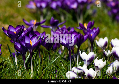 Crocus tommasinianus 'Ruby Giant' and Crocus chrysanthus 'Prins Claus' growing in a garden lawn in The Cotswolds Stock Photo