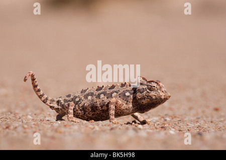 Namaqua chameleon (Chamaeleo namaquensis), Namib desert, Namibia, Africa Stock Photo