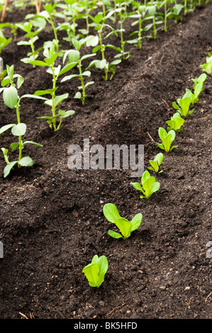 Little Gem Lettuce and other vegetable seedlings at The Eden Project in Cornwall Stock Photo