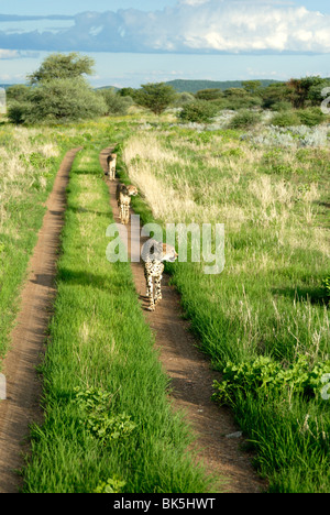 Three cheetahs along path in Etosha National Park, Namibia, Africa Stock Photo