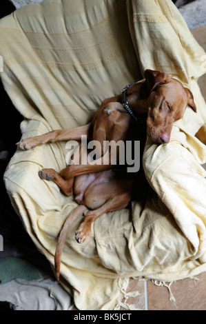 Stock photo of a Hungarian Vizsla asleep on a chair. Stock Photo