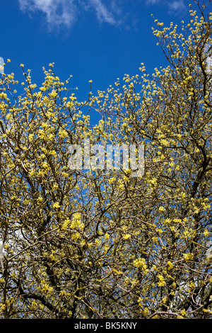 Cornus mas flowering in Spring Stock Photo