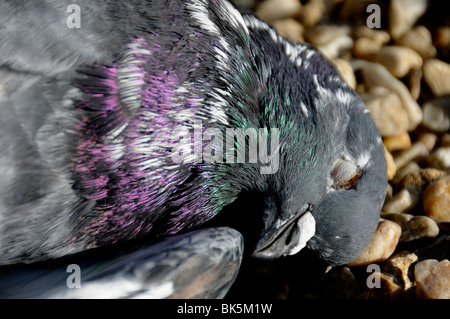 Stock photo of a dead pigeon. Stock Photo