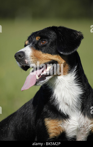 Entlebucher Sennenhund Portrait / Entlebucher Mountain Dog Stock Photo