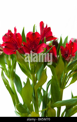 Red Alstroemeria, Peruvian or Lilies of the Incas, in flower against a white background Stock Photo