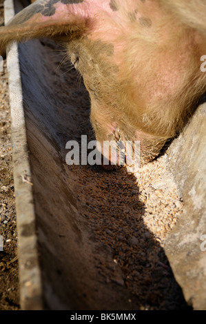 Stock photo of pigs feeding from a trough. Stock Photo