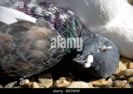 Stock photo of a dead pigeon. Stock Photo