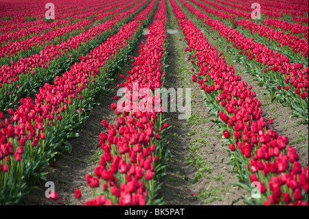 April is tulip time in the Skagit Valley, near Mt. Vernon, Washington. This was taken at RoozenGaarde gardens during their peak. Stock Photo