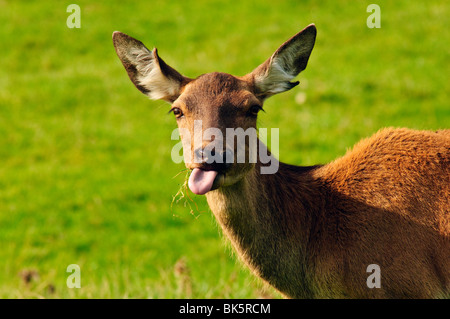 Red Deer hind at Bowland Wild Boar Park, Lancashire, England Stock Photo