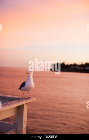 Seagull on Pier, Santa Cruz, California, USA Stock Photo